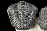 Four Large Pedinopariops Trilobites - Killer Piece! #76395-1
